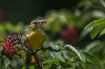 Baltimore Oriole HD Wallpaper Background