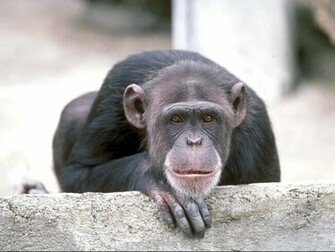 Ape Wallpaper