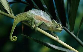 Panther Chameleon S Background Wallpaper