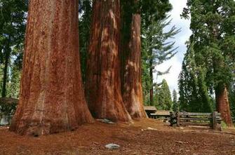 Sequoia National Park Image HD Wallpaper Background Of Your