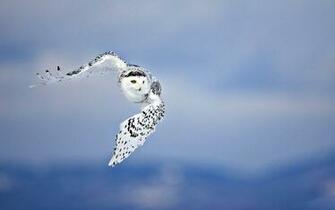 Snowy Owl Wallpaper