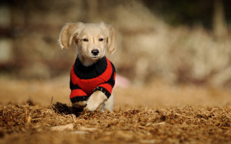 Cute HD Wallpaper For Desktop