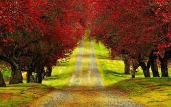 Trees Autumn Road Beautiful HD Wallpaper 3d Nature Tree