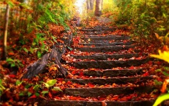 Autumn Steps X Other Photography Miriadna