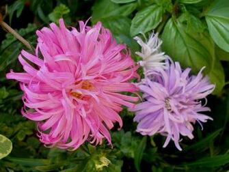 Aster Chinensis Crego Mix Annual Aka Callistephus