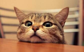 Cute Cat Desktop Pc And Mac Wallpaper