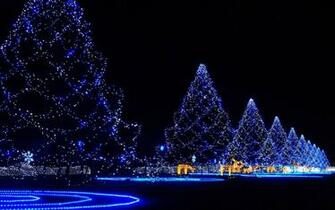 Pre Lighted Christmas Trees Wallpaper