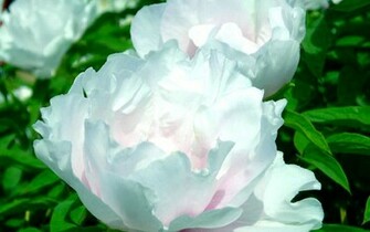 Peony Flower Macro Photography Wallpaper