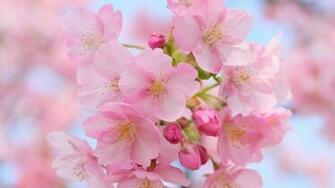 Pink Cherry Blossom Wallpaper