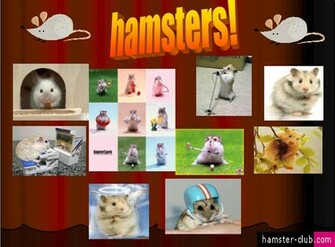 Hamster Club Visitors Creativity Wallpaper Art