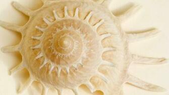 Carrier Shell Wallpaper Shells