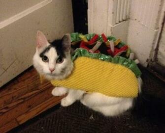 Taco Cat