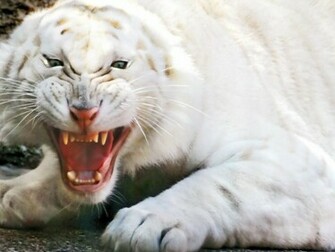 Beautiful Wallpaper White Bengal Tiger Pictures