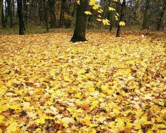 Fall Color Autumn Wallpaper No Desktop