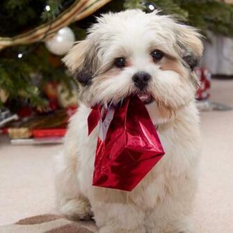iPad Wallpaper Christmas Pets