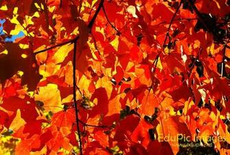 Fall Computer Background