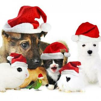 Wallpaper Christmas Pets iPad