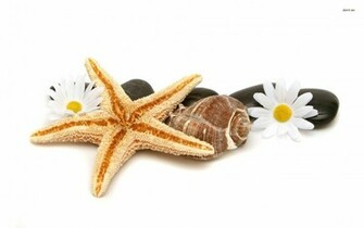Seashells Wallpaper Background Image