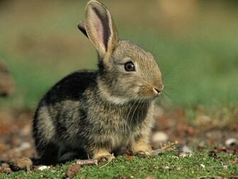 HD Animals Rabbit Wallpaper