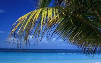 Roatan Beach Wallpaper Beaches Nature In