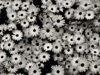 Related Pictures Wallpaper Add Text To Lightbox More Like