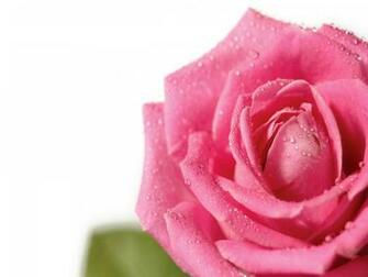Pretty Pink Roses Wallpaper Color Photo