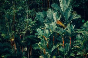Tropical Wallpaper HD Hq