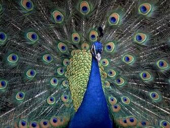 Peafowl Wallpaper First HD