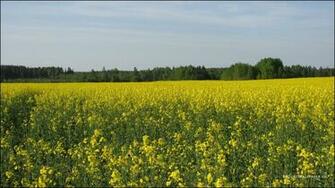 Wallpaper Yellow Landscape Background
