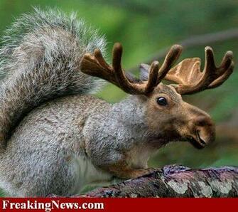 Funny Moose Pictures Animal
