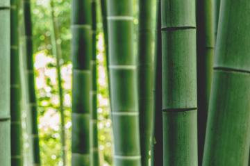 Bamboo Pictures Image Stock Photos