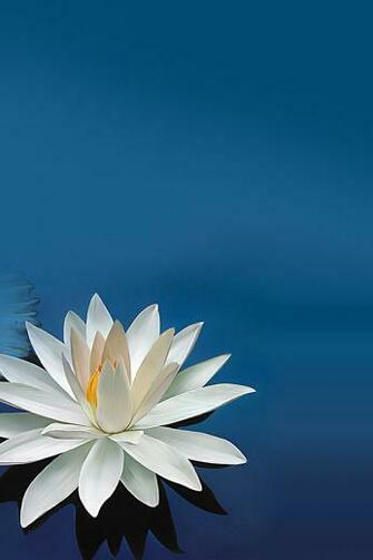 Ios7 Lotus Flower Parallax HD iPhone iPad Wallpaper