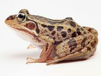 Frog Screensaver Screensavers