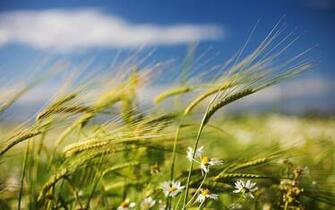 Amazing Summer Look On Farm HD Wallpaper
