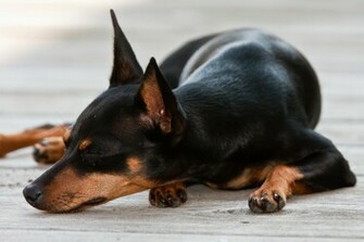 Miniature Pinscher Photo And Wallpaper Beautiful Resting