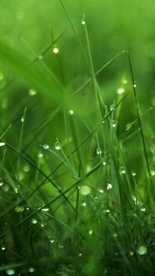 Grass At Dawn Wallpaper iPhone