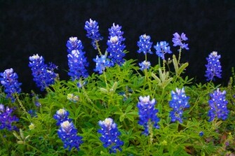 Bluebonnets Wallpaper