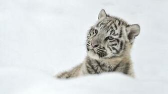 White Tiger Cubs Wallpaper Image Photos Pictures Background