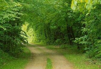 Green Nature HD Pixel Popular Wallpaper