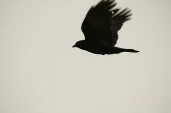 The Crow Wallpaper Image Thefemalecelebrity