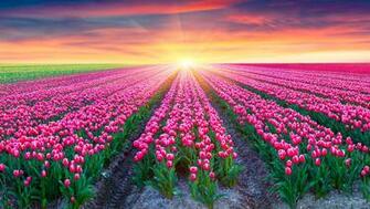 Desktop Wallpaper Tulip Pink Color Fields Flower Sunrise