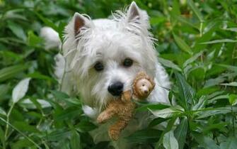 Westie Wallpaper
