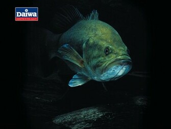 Daiwa Deanmitchelldesi Screensavers And Wallpaper
