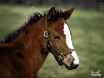 Springtime Foal Screensaver And Desktop Wallpaper