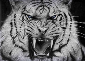 Angry White Tiger Pictures For Your