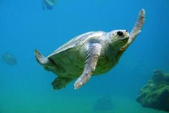 Sea Turtle Pictures Image