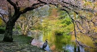 Cherry Trees In Beacon Hill Park Victoria British Columbia Canada