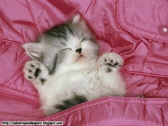 Funny Cat Wallpaper Pc Beautiful