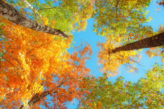 Fall Foliage Desktop Wallpaper