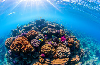 HD Ocean Sea Life Wallpaper